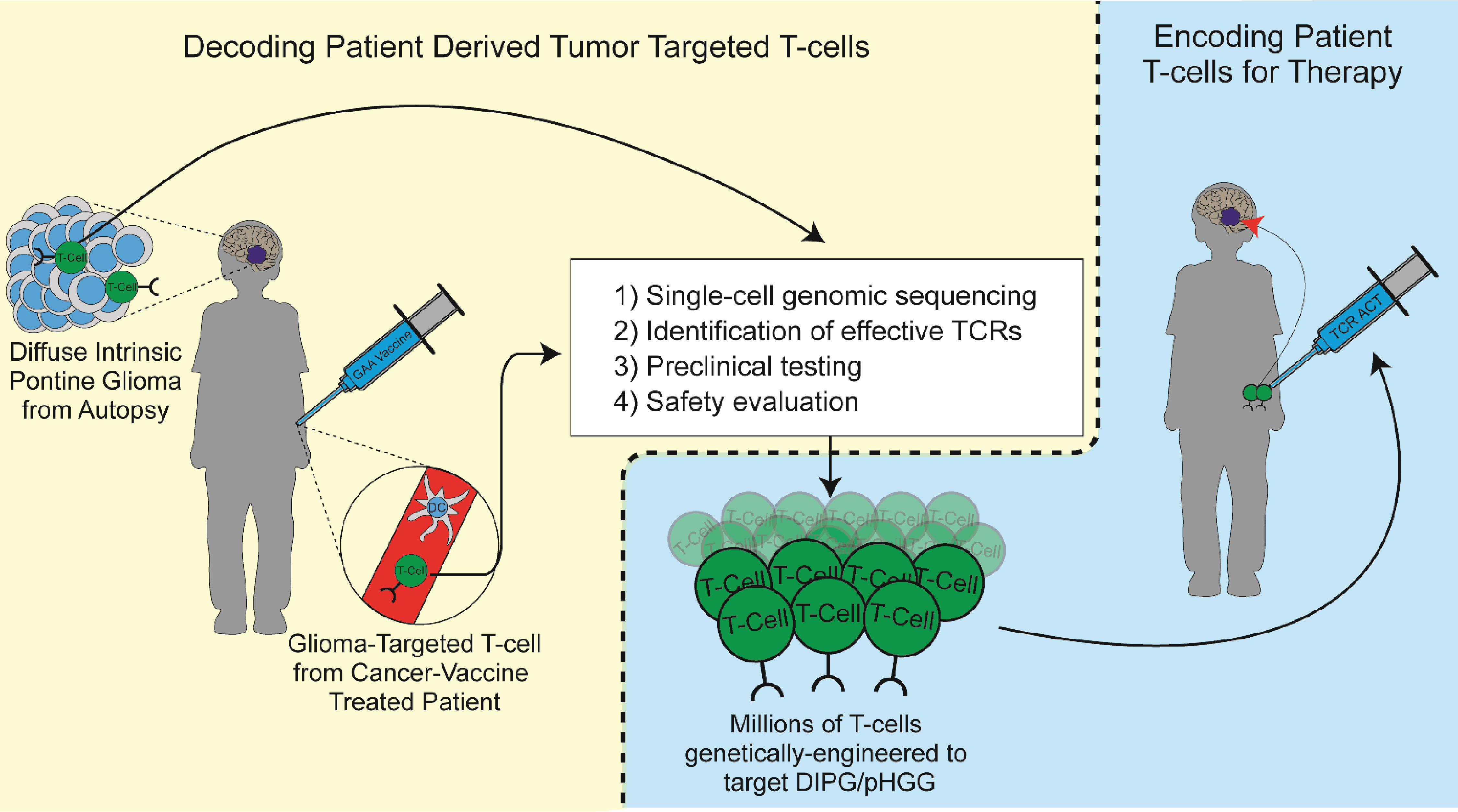 diagram describing how to develop TCR therapies