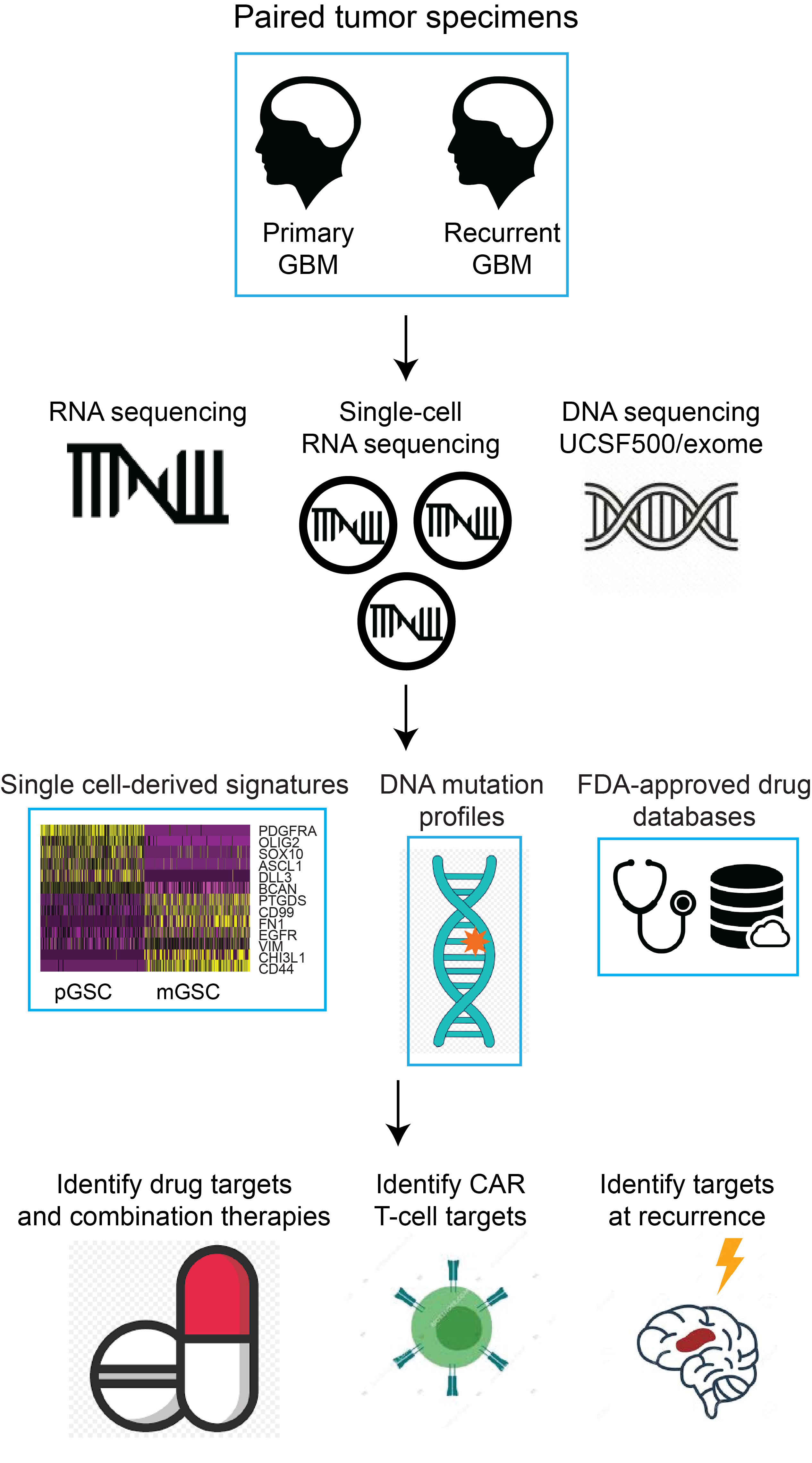 Diagram of Diaz Lab glioma evolution project