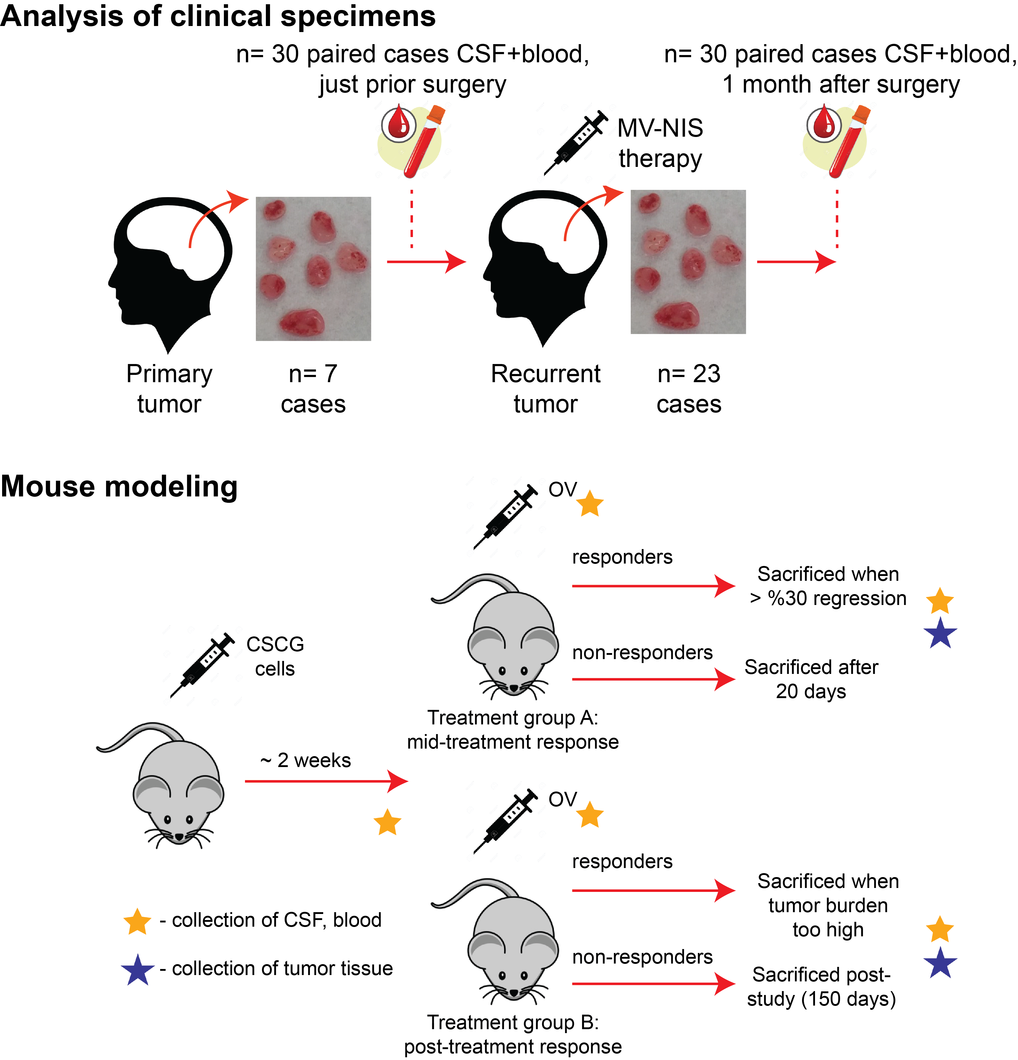 Diagram of the Diaz Lab Oncolytic Virus Project