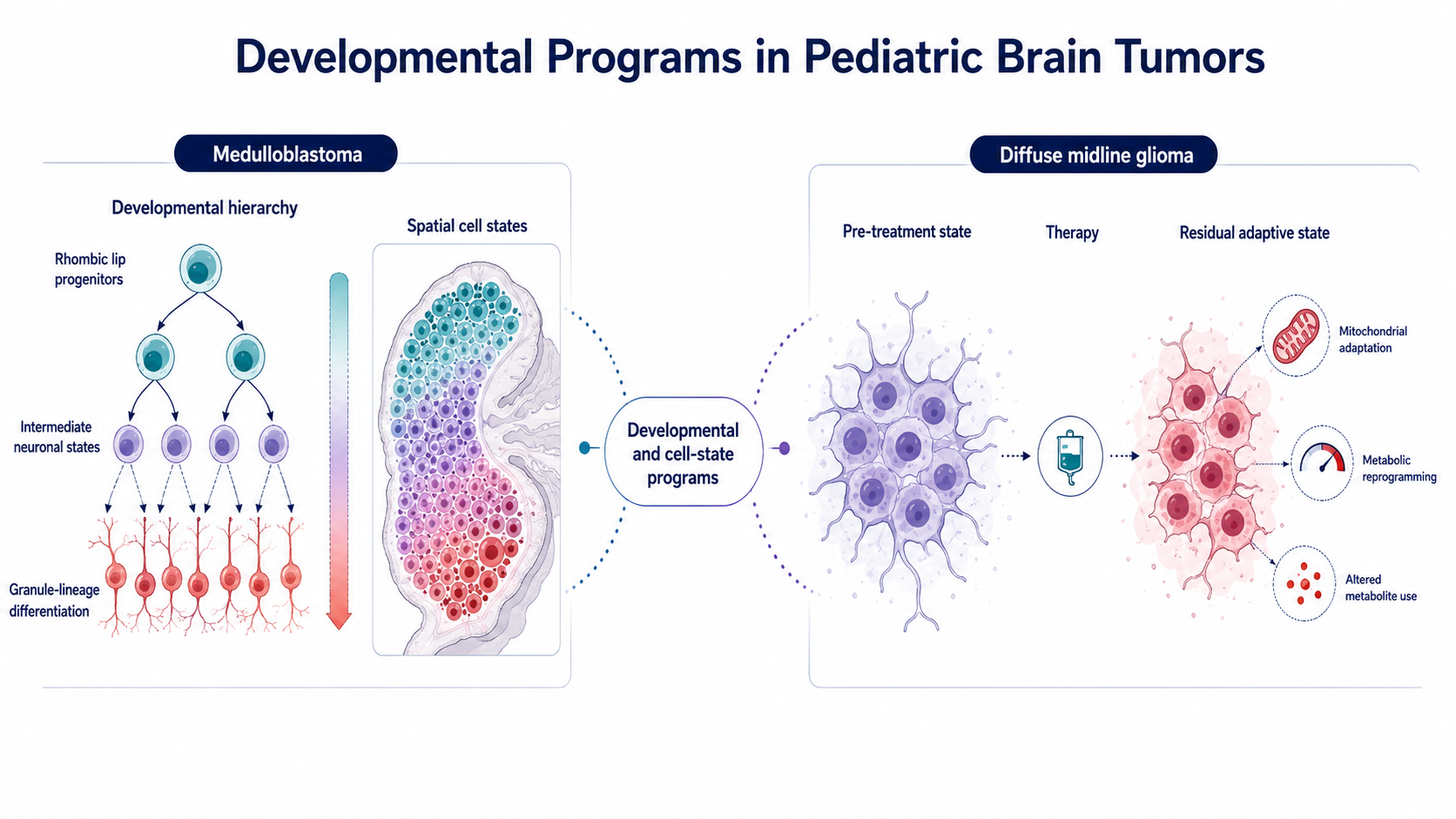 Conceptual comparison of medulloblastoma developmental hierarchies and spatial cell states with adaptive mitochondrial and metabolic states in diffuse midline glioma after therapy.