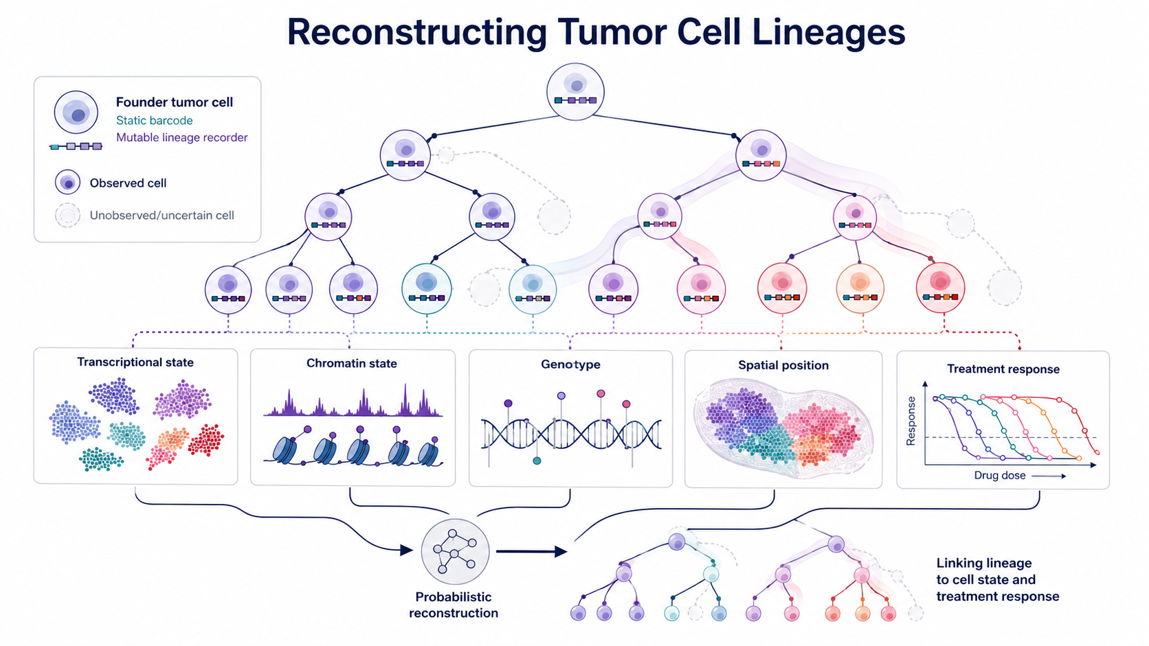 A branching tumor-cell lineage tree connects static barcodes and mutable recorders to transcriptional state, chromatin state, genotype, spatial position, and treatment response, including uncertain ancestry branches.