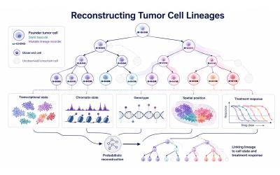 Infographic depicting how the Diaz lab reconstructs tumor cell lineages based on a cell's transcriptional state, chromatin state, genotype, spatial position, and response to treatment.